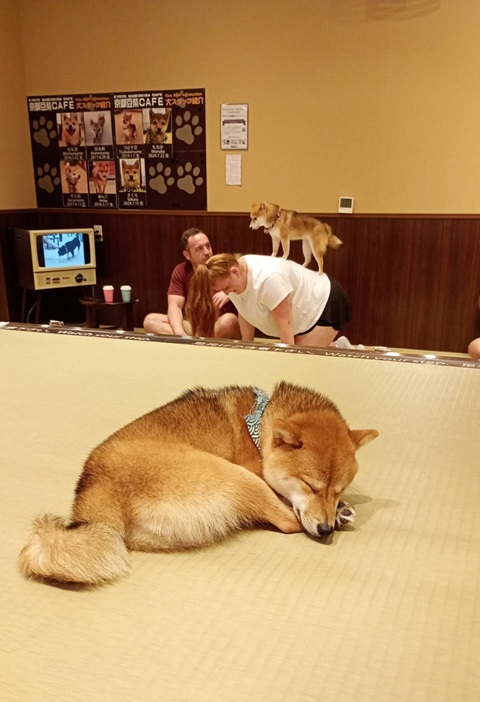 初めての豆しばカフェ