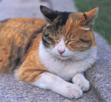 眠気解消法！