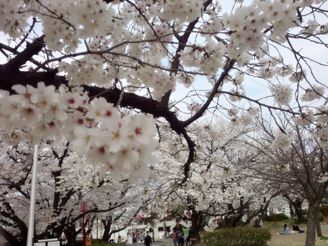 お花見１