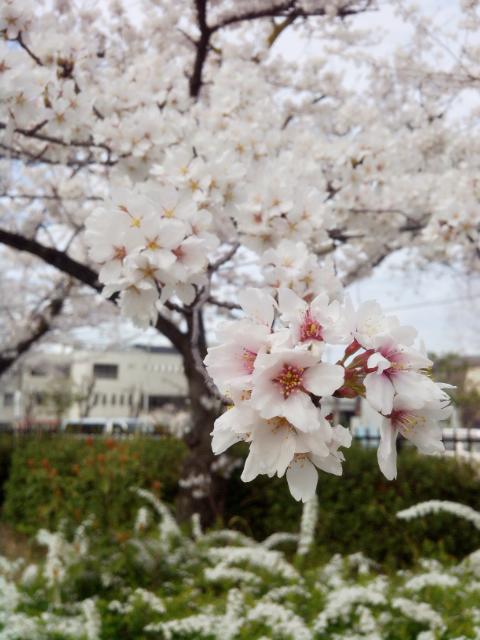 お花見１