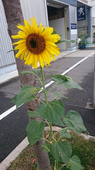 秋の太陽～☆