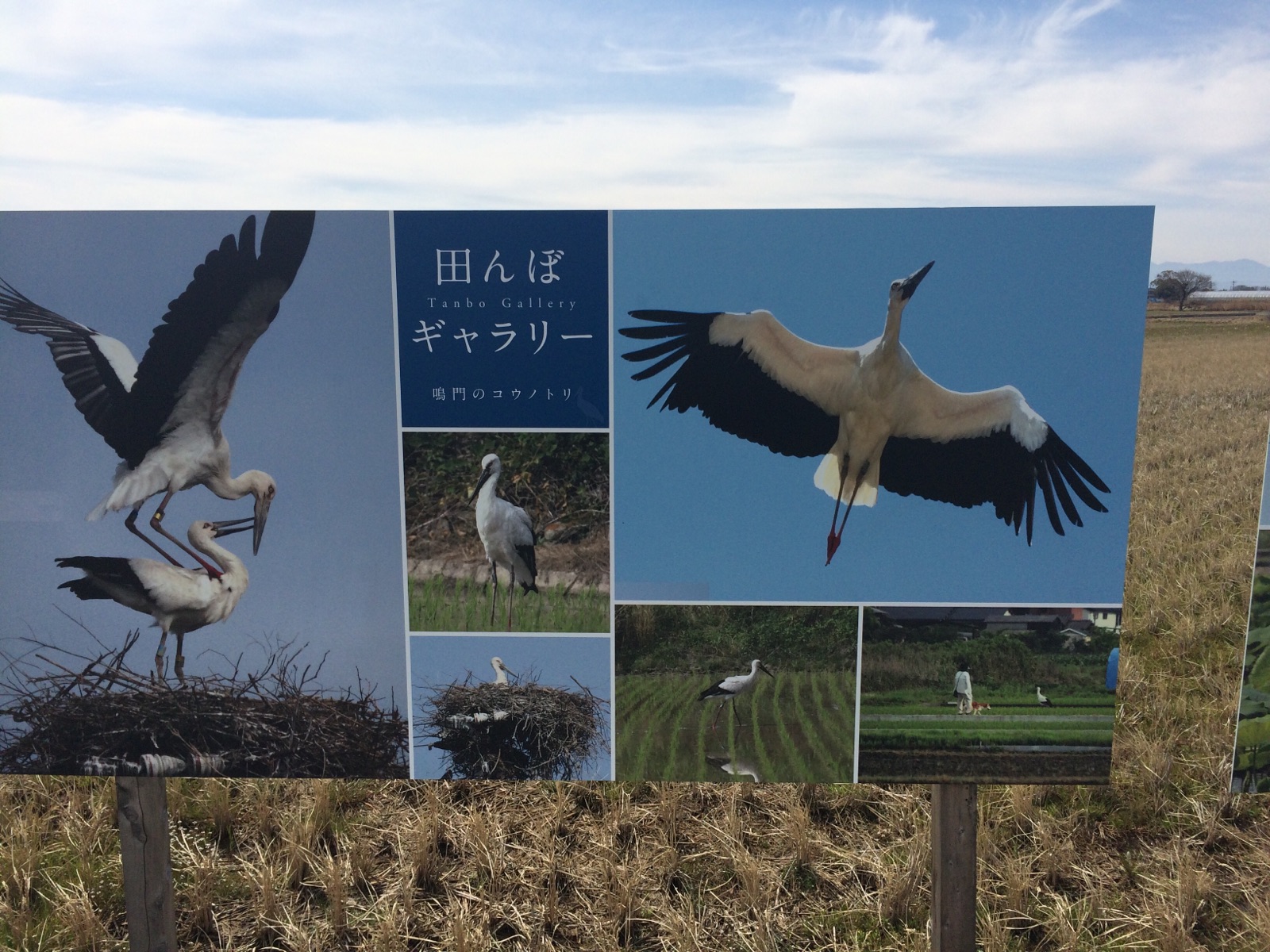 これは何でしょうか？