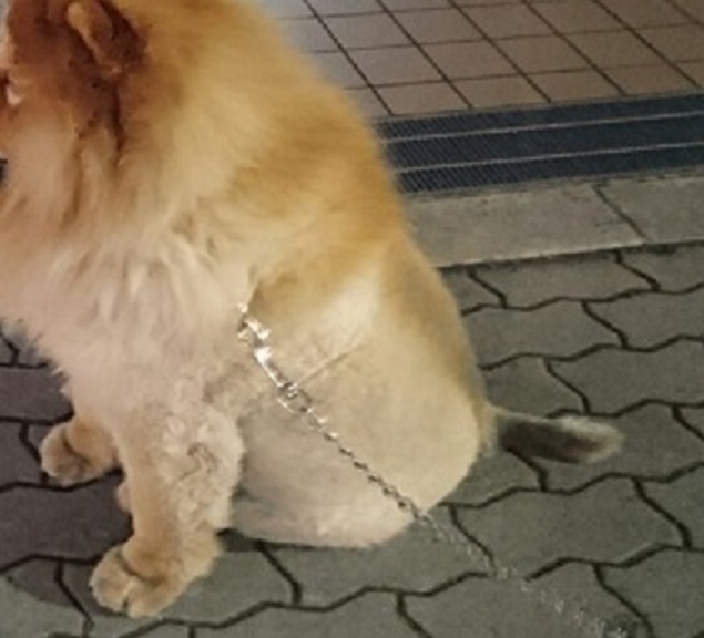 心斎橋で猛獣に遭遇・・・?!