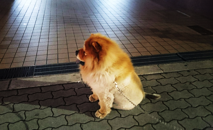 心斎橋で猛獣に遭遇・・・?!