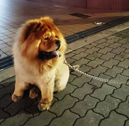 心斎橋で猛獣に遭遇・・・?!