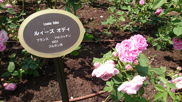 5月と言えば・・・