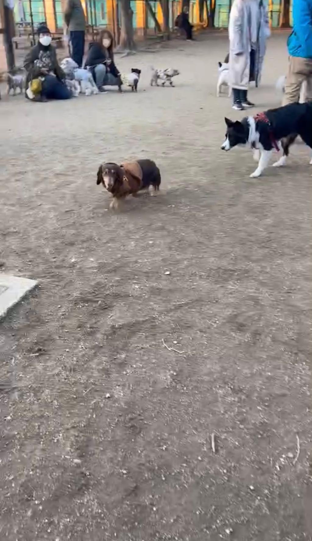 休日ドックランの旅🐾