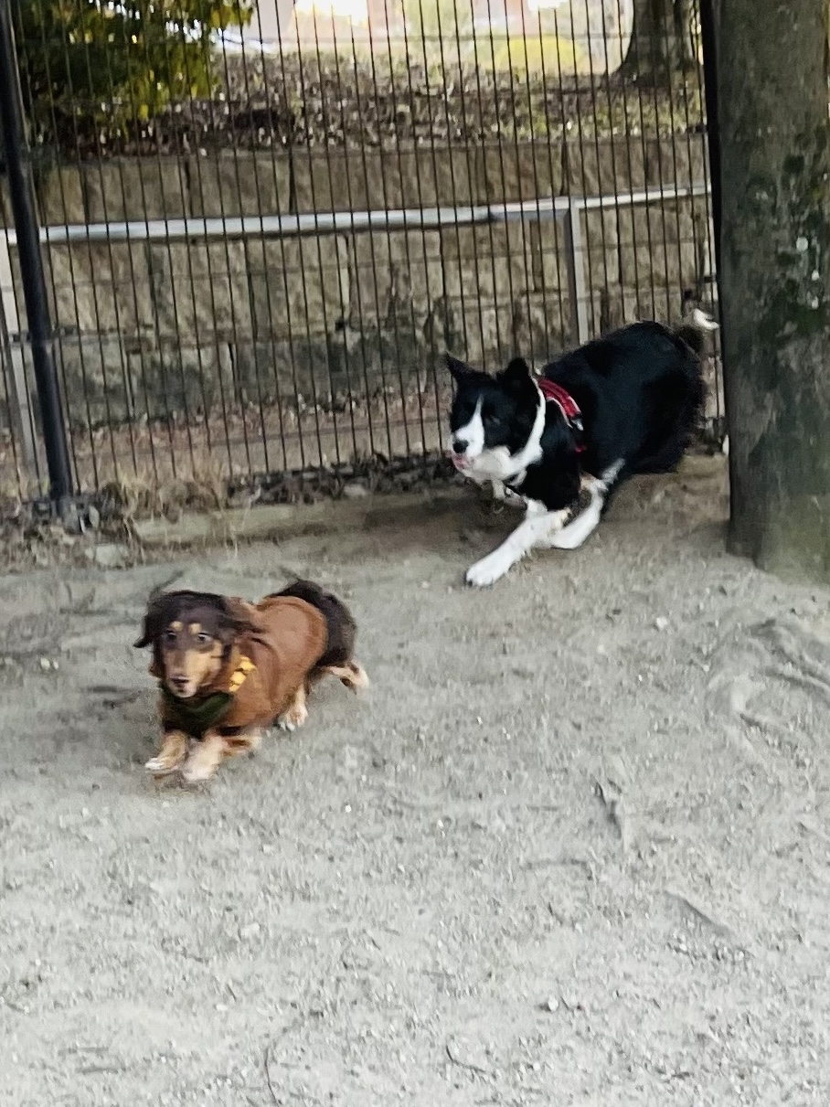休日ドックランの旅🐾
