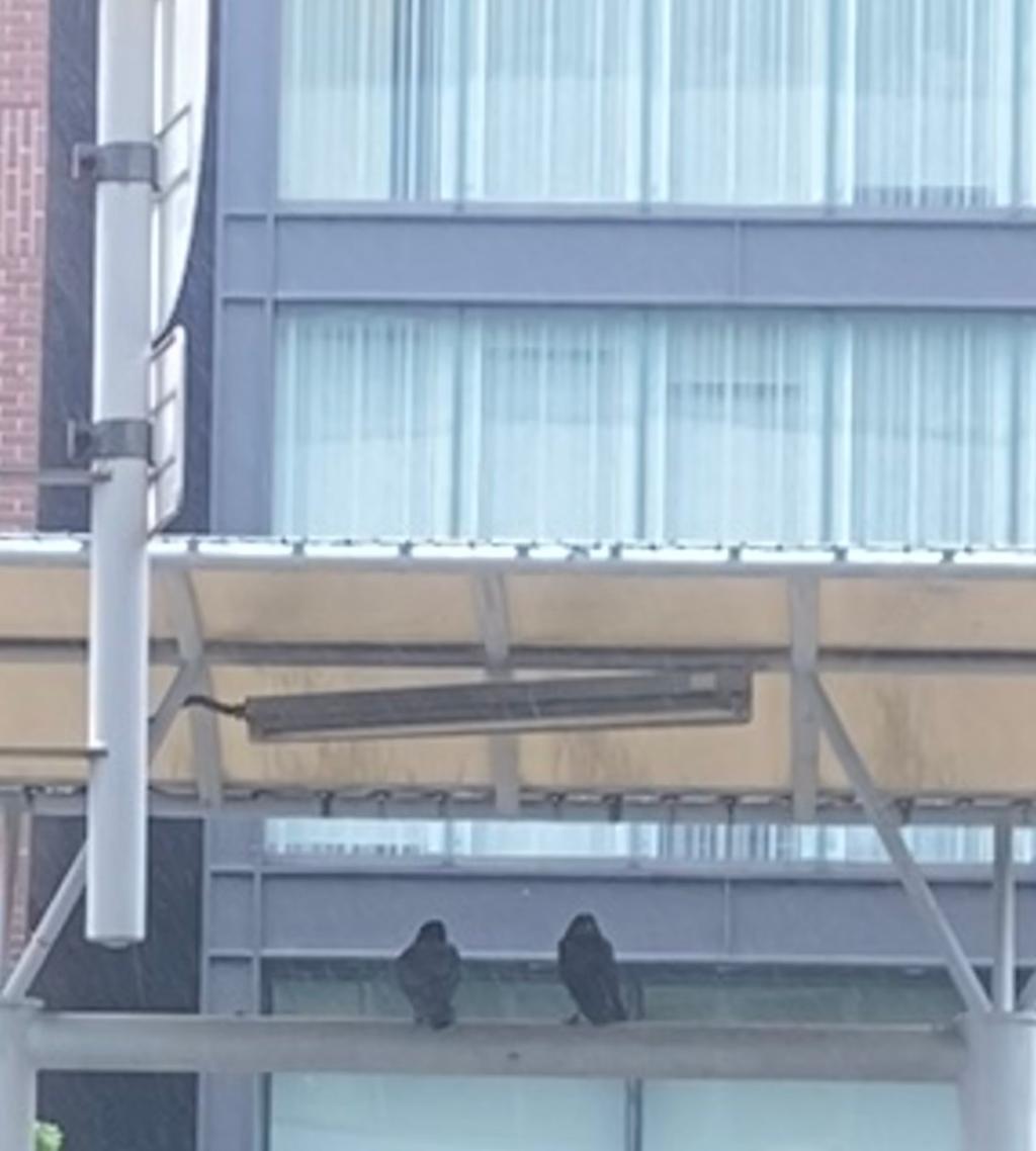 ７月営業日のお知らせ🎋