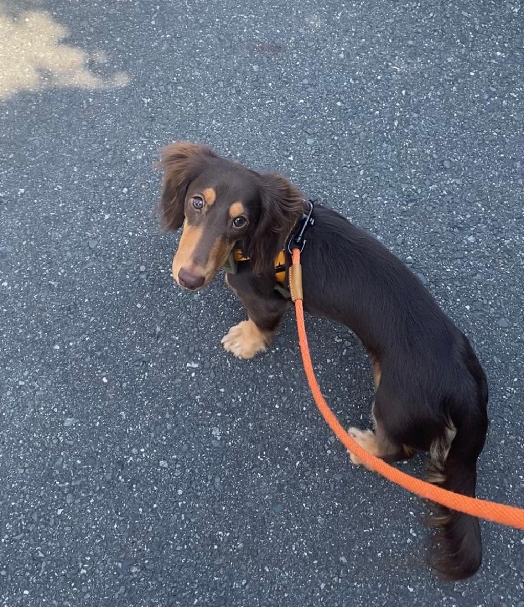 休日の過ごし方🌭