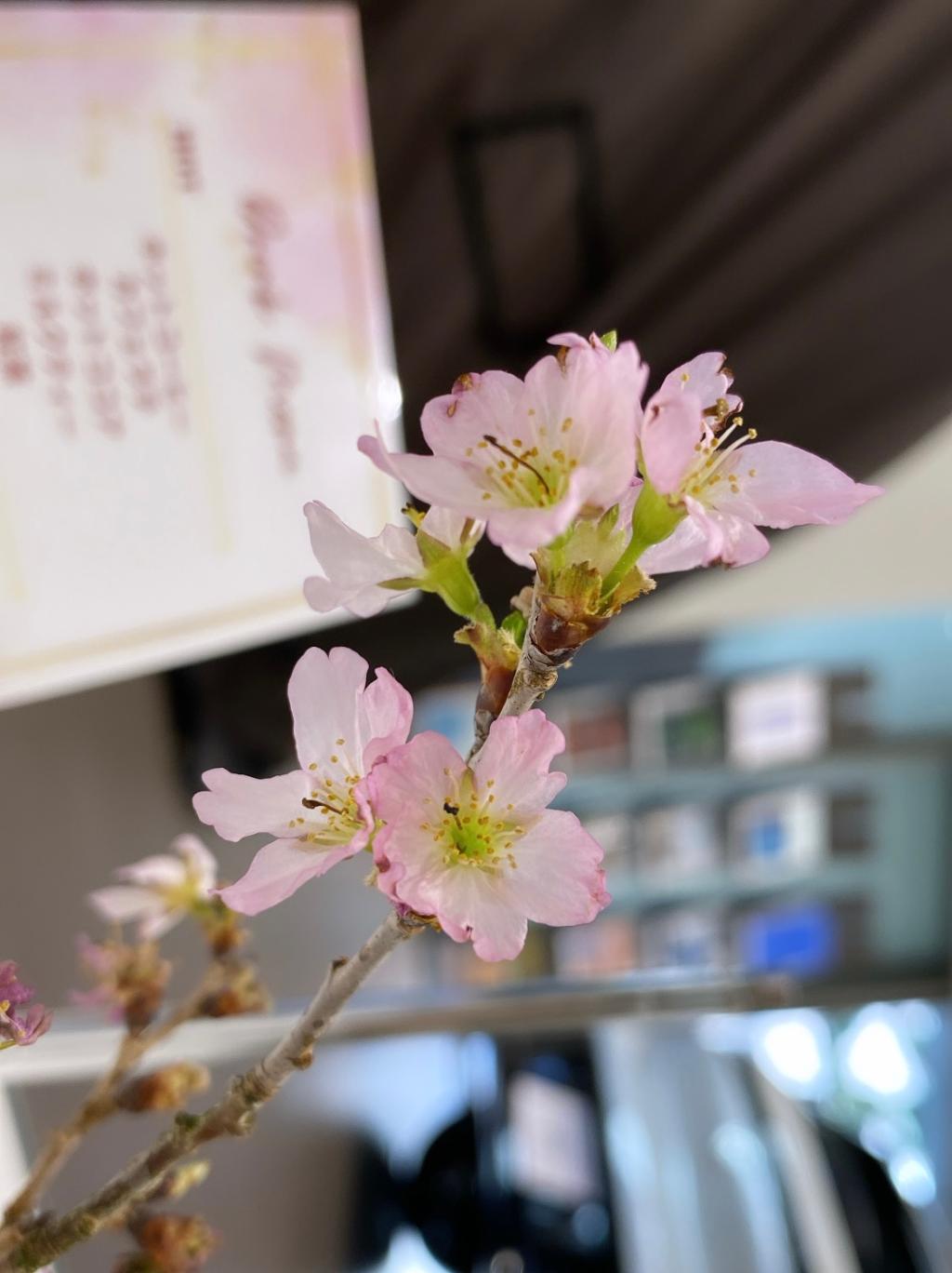 ３/２０(水)　春分の日も営業いたします🌸