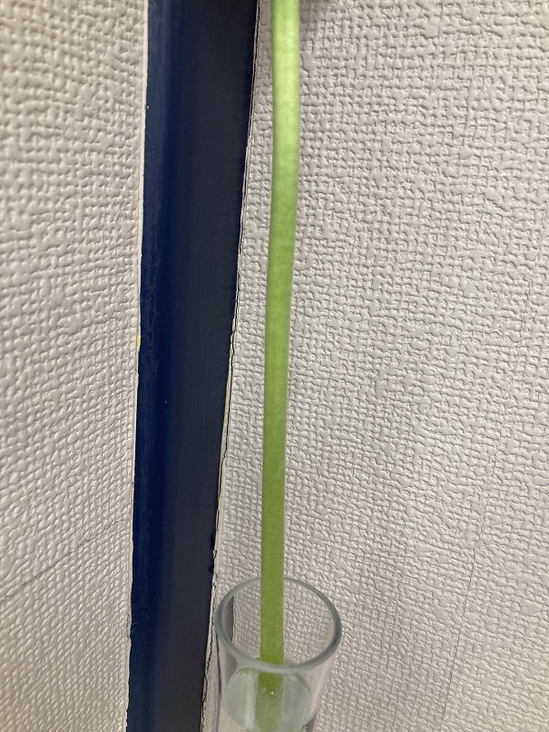 ジャックもびっくり😲🌼