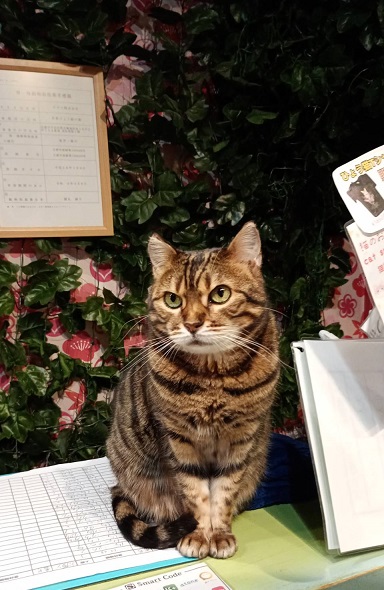 京都で癒し時間