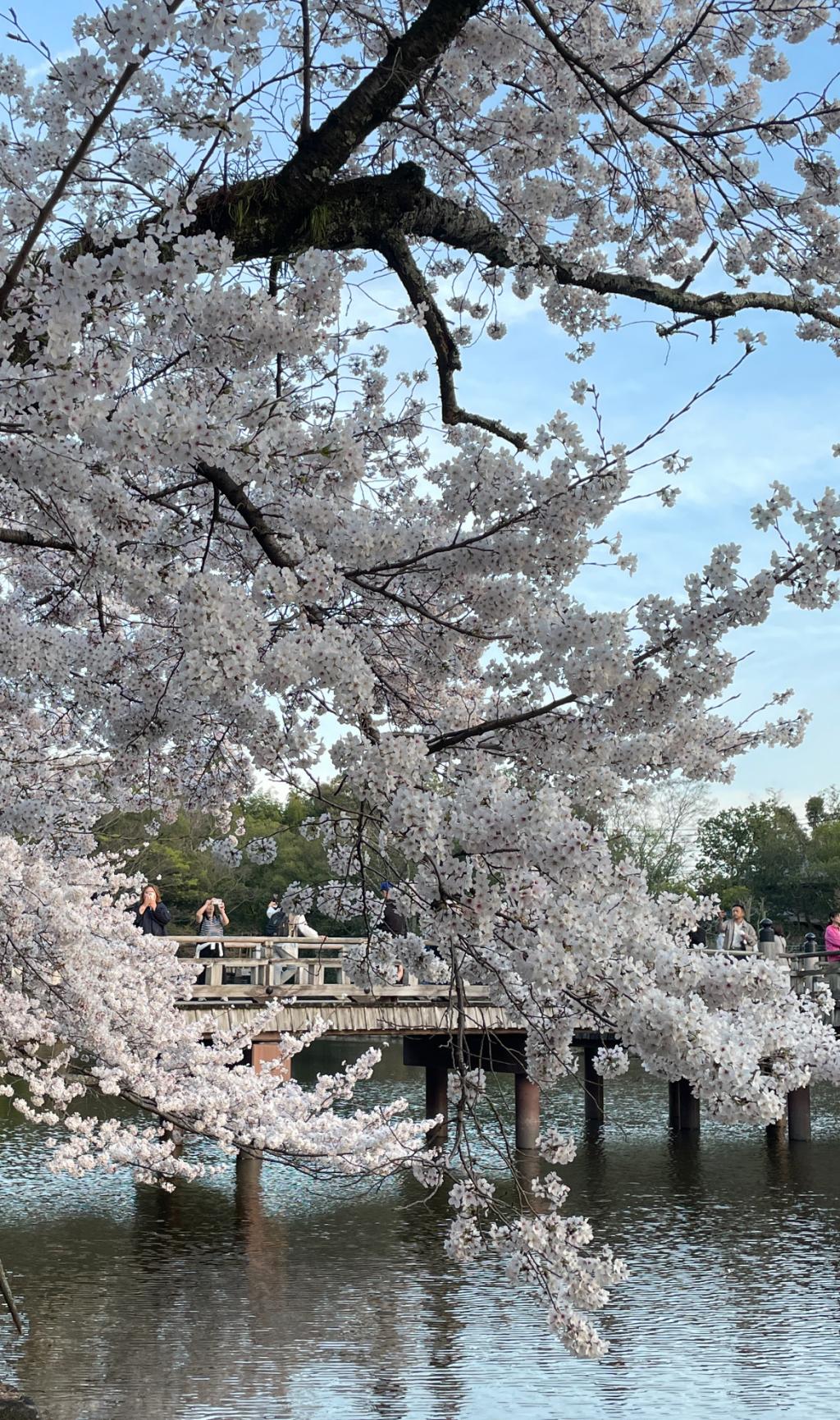 桜の季節ですね🌸